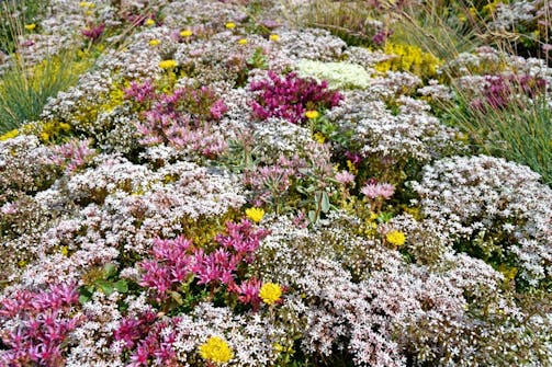 Forskjellige typer planter: Ville blomster Forskjellige typer planter: Ville blomster